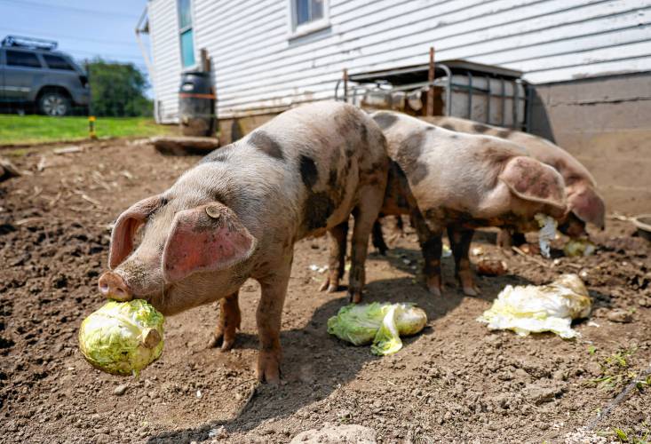 Oliver’s Farm Stand pigs Coco, Loco and Taco.