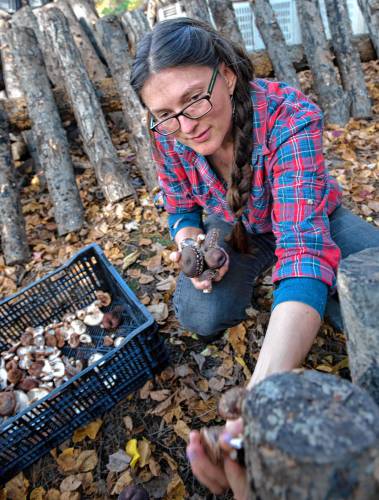 Sarah Voiland , co-owners of Red Fire Farm with Ryan Voiland in Montague and Granby, harvest forest-grown shiitake mushrooms on Oct. 26.